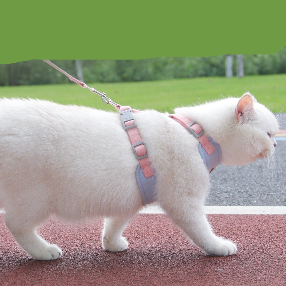 White cat wearing a pink harness and leash on a path with greenery in the background