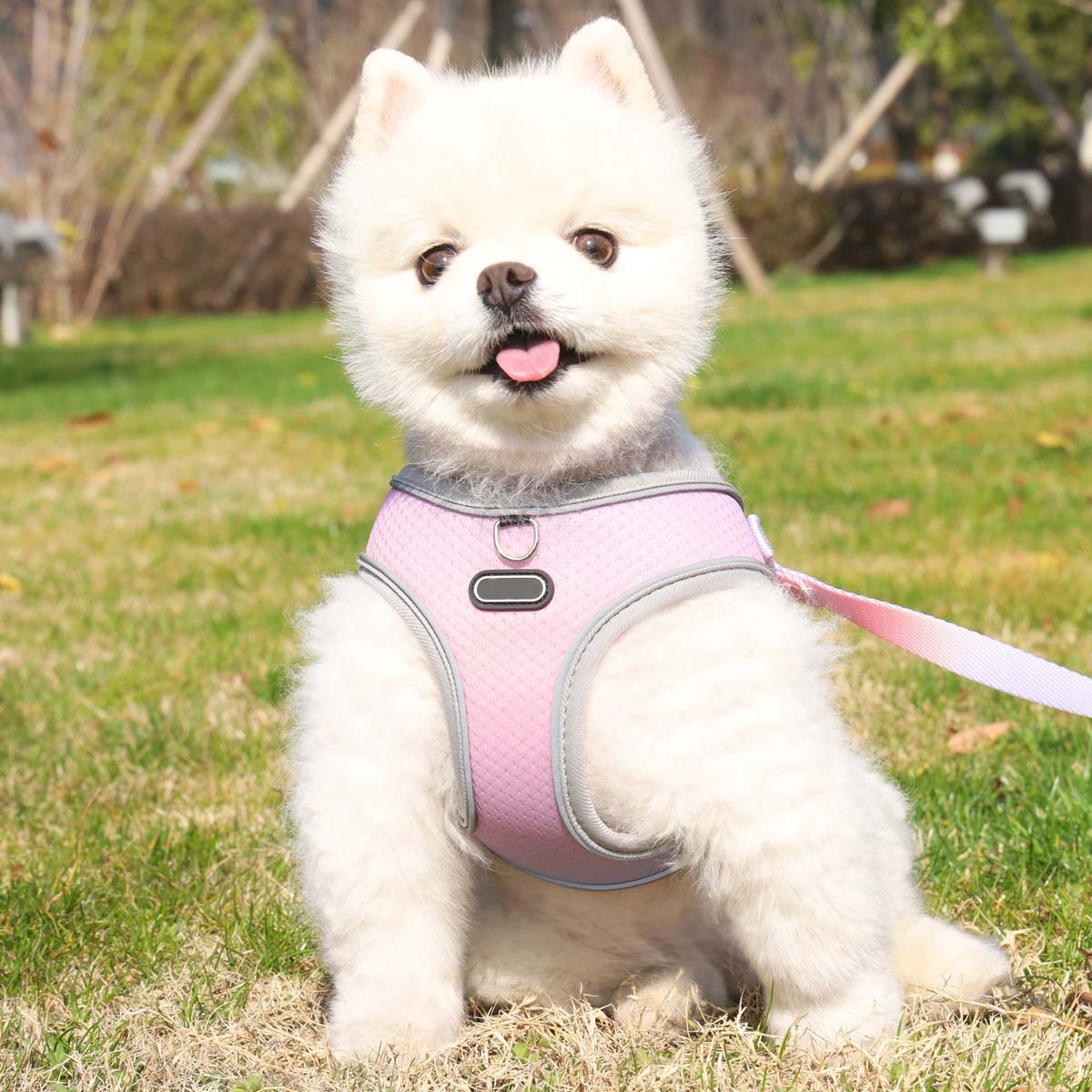 Pet Clothes Hand-Holding Rope Out Dog Chest Strap – Solid Color Walking Set