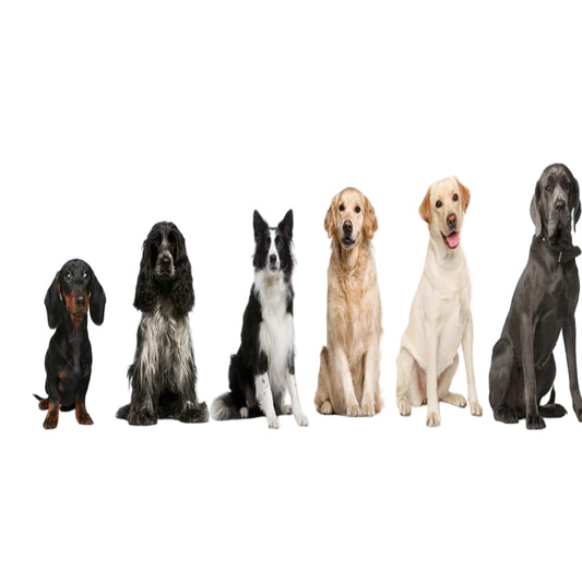 Dog bed size chart with images of dogs and corresponding dimensions.