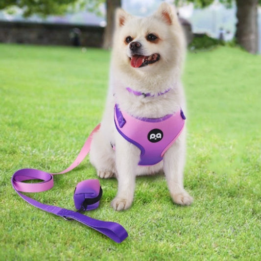 Small dog wearing a purple harness and leash on grass